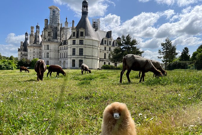 3 Loire Valley Castles and Wine Tasting Private Guided Tour - Château de Chambord: Renaissance spectacle and the double staircase