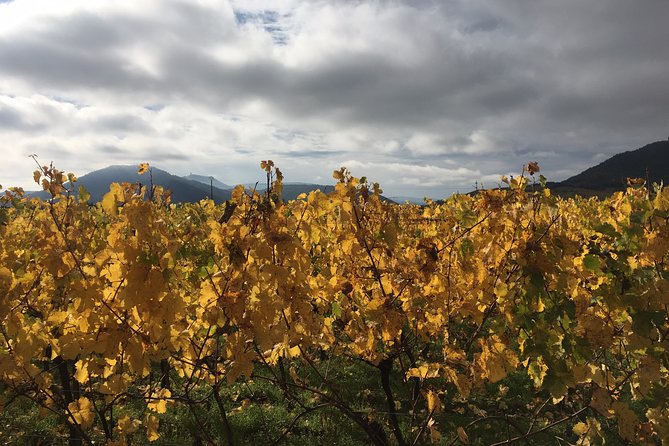 5H00 ALSACE PRIVATE TOUR-Castle, Villages, Wine, Friendly Driver - Guide Style: Friendly, Flexible, and Built for Conversation