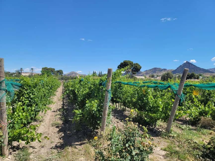 Alicante:Winery Tour+ Wine Tasting + Old castle - Buying bottles at the winery store (so the tour lasts longer)