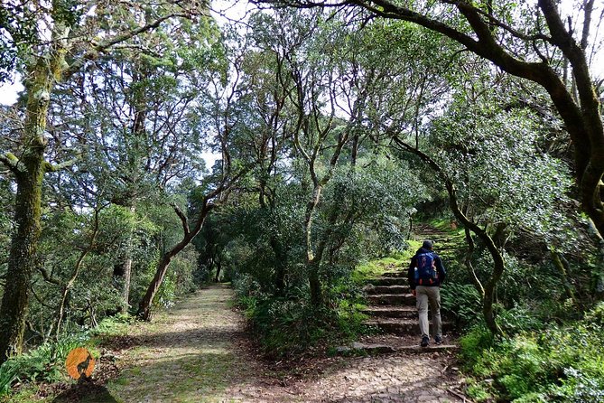 An adventure through the Forest and Palace of Bussaco - Coimbra - Bussaco Forest: The Perfect Break from Coimbra’s City Pace
