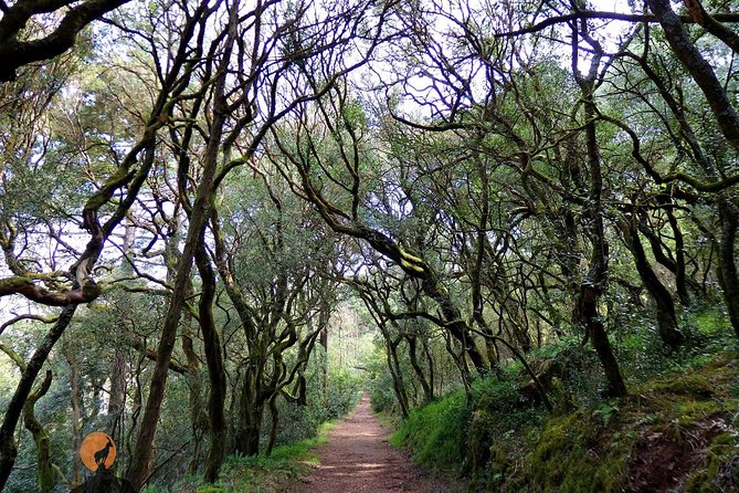 An adventure through the Forest and Palace of Bussaco - Coimbra - Mata Nacional do Bucaco: Trails, Viewpoints, and Calm in a Dense Forest