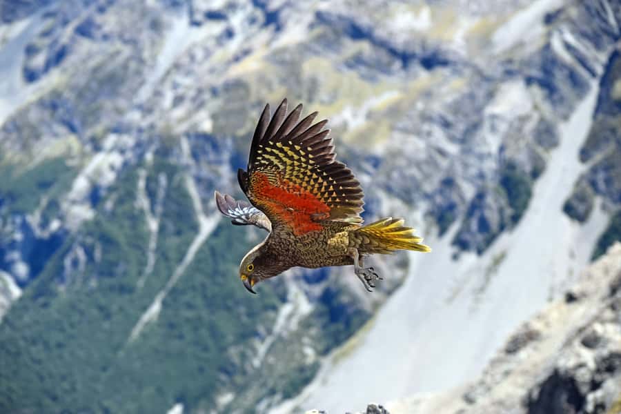 Arthur's Pass: TranzAlpine Train and Castle Hill Day Tour - Otira Viaduct: parrots, viewpoints, and why this stop works