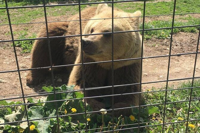 Bear Sanctuary and Bran Castle from Brasov - Stop 1: Liberty Bear Sanctuary Zărnești and what the walk really feels like