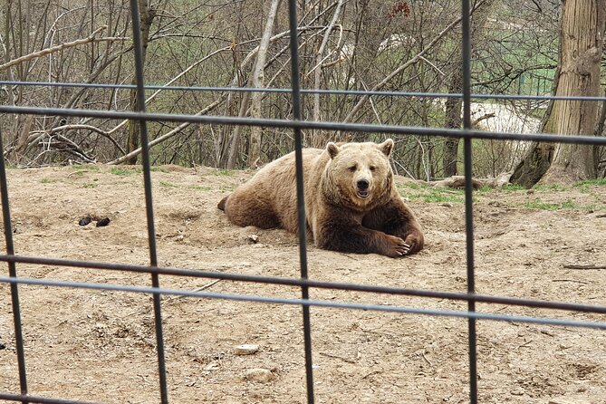 Bears Sanctuary, Dracula's Castle, Brasov Day Trip Private Tour from Bucharest - Price and logistics: what the $307.56 covers, and what it does not