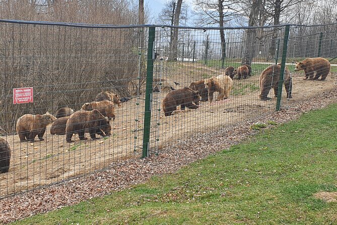 Bears Sanctuary, Dracula's Castle, Brasov Day Trip Private Tour from Bucharest - My bottom line: should you book it?