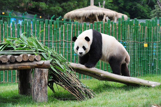 Beijing Historical Tour II including Summer Palace, Lama Temple & Panda Garden - Hotel pickup, timing, and how the 7 hours stack up