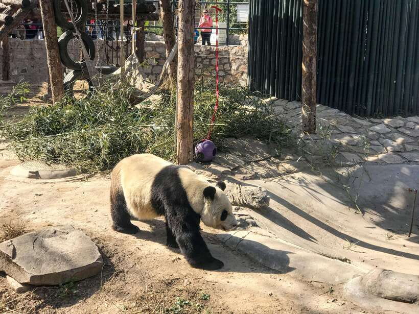 Beijing:Summer Palace Private/Group Tour or book Ticket Only - Why Summer Palace feels more like a real place than a postcard