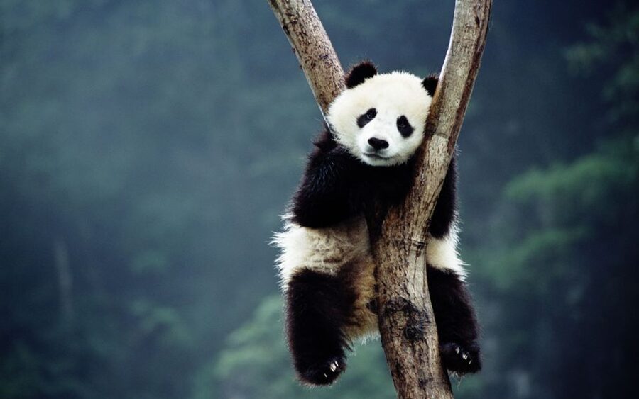 Beijing: Temple of Heaven, Panda House & Summer Palace Tour - Price and logistics: is $142 good value?
