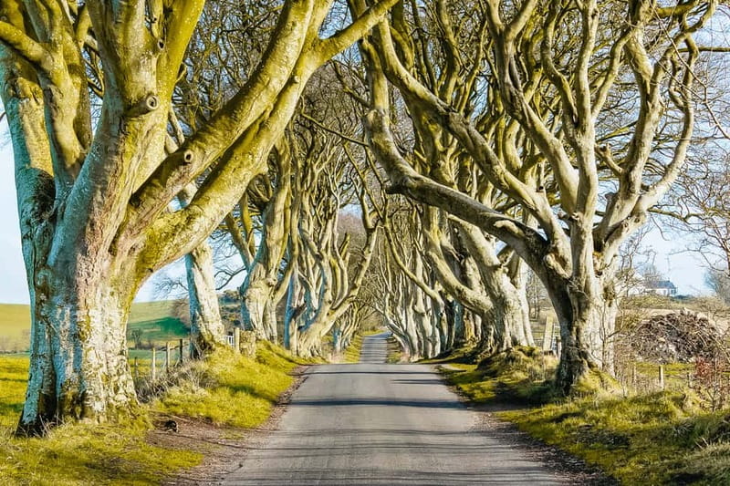 Belfast: Giant's Causeway, Dark Hedges, and Dunluce Castle - From Belfast to Antrim: a fast way to see three icons