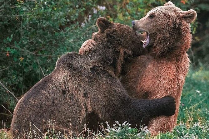 Brasov: Bear Sanctuary, Bran Castle & Rasnov Fortress GUIDED Tour - Stop 1: Liberty Bear Sanctuary Zărnești in the forest
