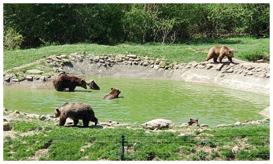 Brasov: Bear Sanctuary, Dracula Castle, and Râşnov Fortress - Key highlights you should not skip