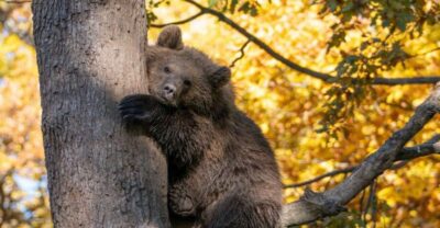 Brasov: Bear Sanctuary, Dracula Castle, and Râşnov Fortress - Libearty Bear Sanctuary near Zărnești: what you’ll see up close