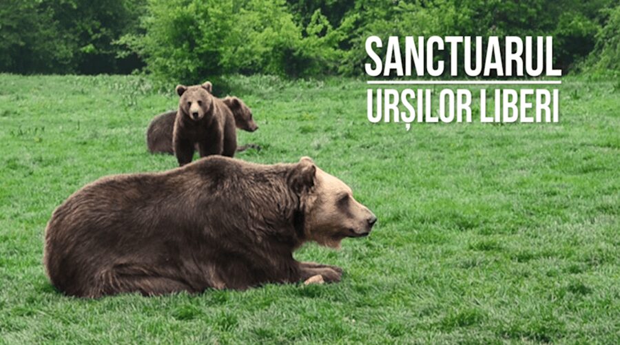 Brasov: Bear Sanctuary, Dracula Castle, and Râşnov Fortress - Should you book? My straight answer