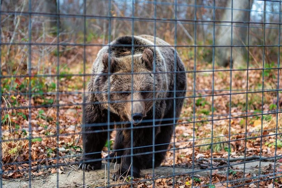 Bucharest: Bran Castle and Bear Sanctuary Small-Group Tour - The real itinerary rhythm: 8–10 hours, moderate stairs, and smart pacing
