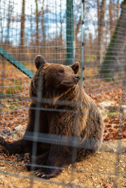 Bucharest: Bran Castle and Bear Sanctuary Small-Group Tour - Lunch, photos, and guide-led stops that make the day feel lived-in