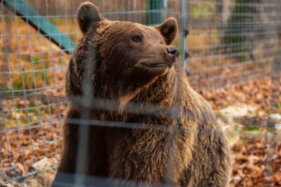 Bucharest: Bran Castle and Bear Sanctuary Small-Group Tour - Door-to-door comfort: car or minivan, adapted to your group