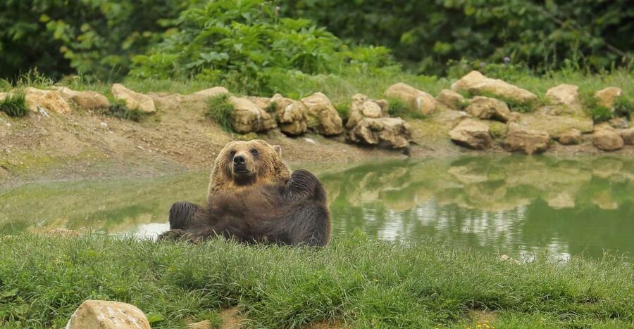 Bucharest: Day Trip to Bear Sanctuary, Bran Castle & Brasov - Brasov hour: Sforii Street, old-town charm, and sweet breaks