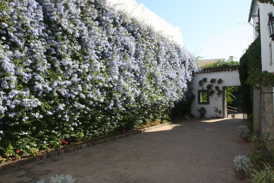 Córdoba: Viana Palace Gardens and Patios Entry Ticket - Why the Viana patios are worth your Córdoba time
