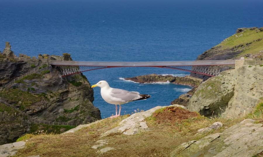 Cornwall: Tintagel Castle Entry Ticket - Clifftop views: the in-between moments are the best photos