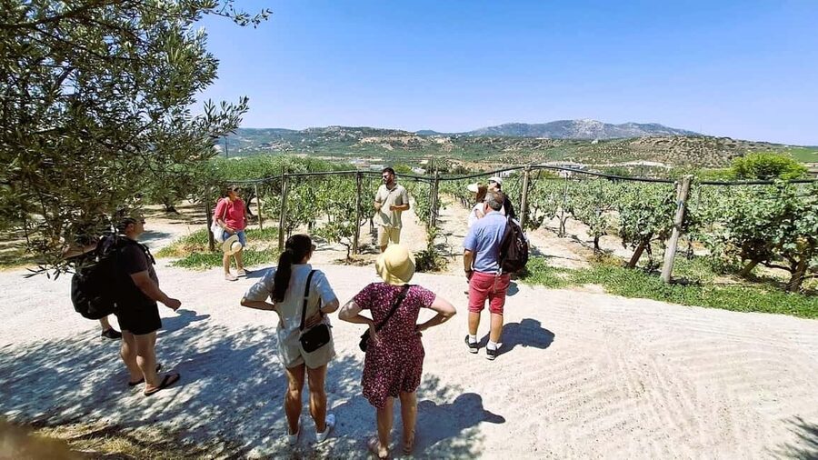 Crete: Knossos Palace, Winery & Olive Oil Tour with Lunch - Morning at Knossos: what 1.5 hours really gives you
