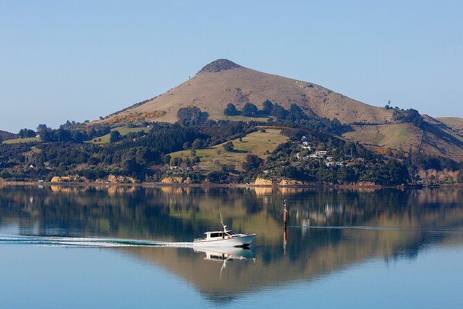 Cruise Dunedin City and Castle Tour - Otago Peninsula Drive: The Road Trip Part You’ll Remember