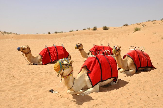 Desert Safari: Luxury Fortress Dinner, Camel Ride & Dune Bashing - Quick Takes Before You Go