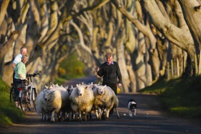Dublin to Dunluce Castle, Giant's Causeway, Dark Hedges & Belfast - Dark Hedges: walking the King’s Road with a Grey Lady vibe