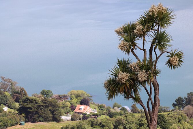 Dunedin City, Wildlife and Larnach Castle - Hoopers Inlet and Allans Beach: the wildlife stops that need a calm approach