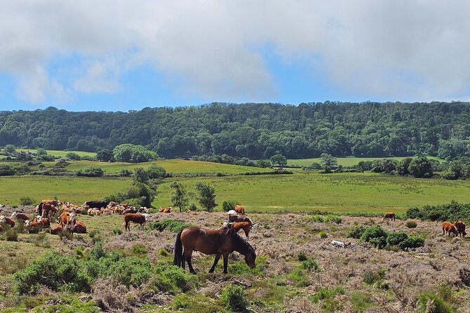 E-Bike excursion to Harrys Rock or Corfé Castle - Stop 2: Studland Beach and Nature Reserve Photos