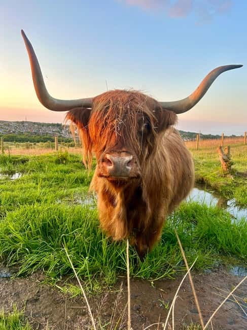 Edinburgh: Highland Cow, Blackness Castle, and Cake Tour - Leaving Edinburgh for Blackness Castle: the drive sets the tone