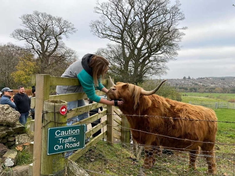 Edinburgh: Highland Cow, Blackness Castle, and Cake Tour - The half-mile walk to the Highland coos: what to expect on the farm
