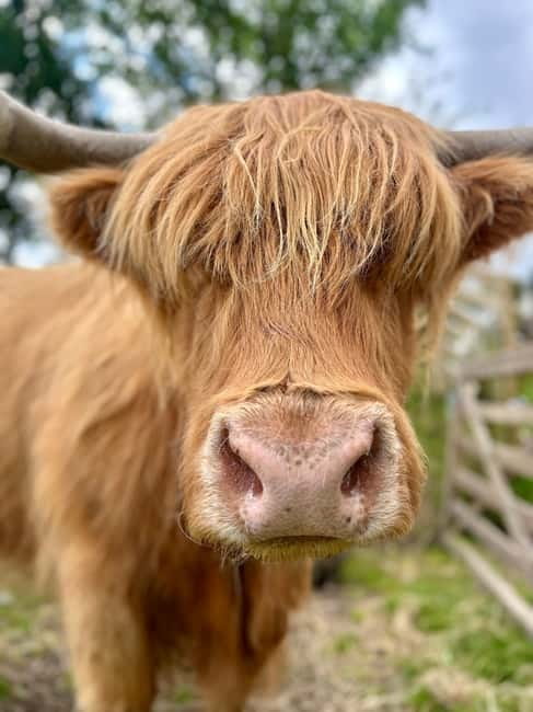 Edinburgh: Highland Cow, Blackness Castle, and Cake Tour - Price and value: is $197 worth it for half a day?
