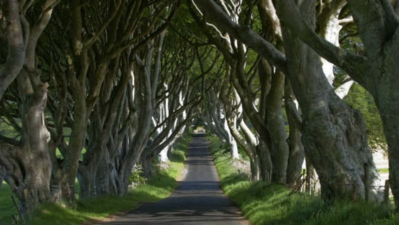 From Belfast: Giant's Causeway, Dunluce Castle & Dark Hedges - Dark Hedges: the beech-tree tunnel you walk through
