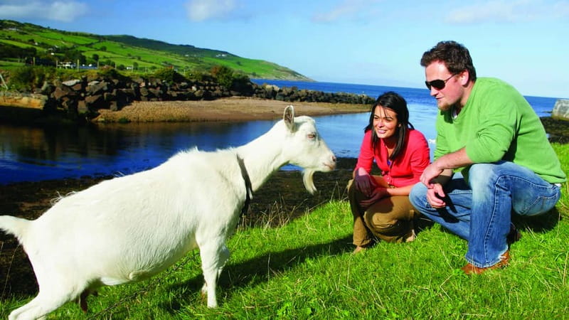 From Belfast: Giant's Causeway, Dunluce Castle & Dark Hedges - Who this tour suits best (and who should rethink it)