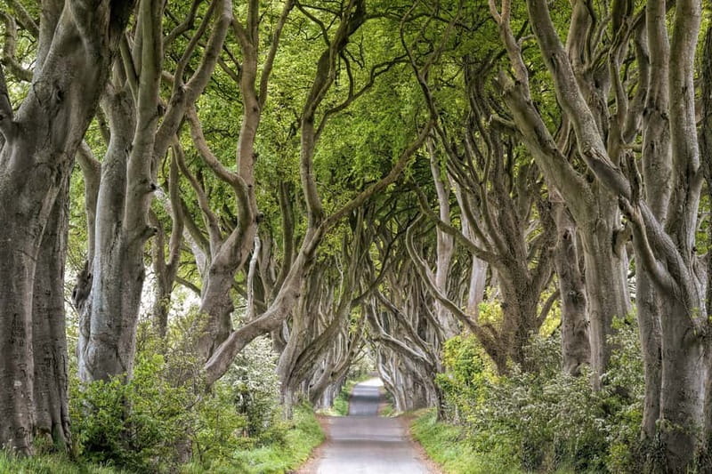From Belfast: Giant's Causeway Guided Day Tour With Castles - Giant’s Causeway: UNESCO columns and Finn McCool storytelling