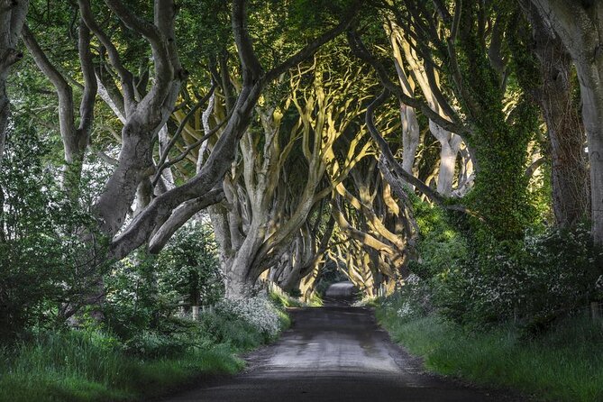 From Belfast-Giants Causeway, Dunluce Castle and Dark Hedges tour - Key things I’d bookmark before you go