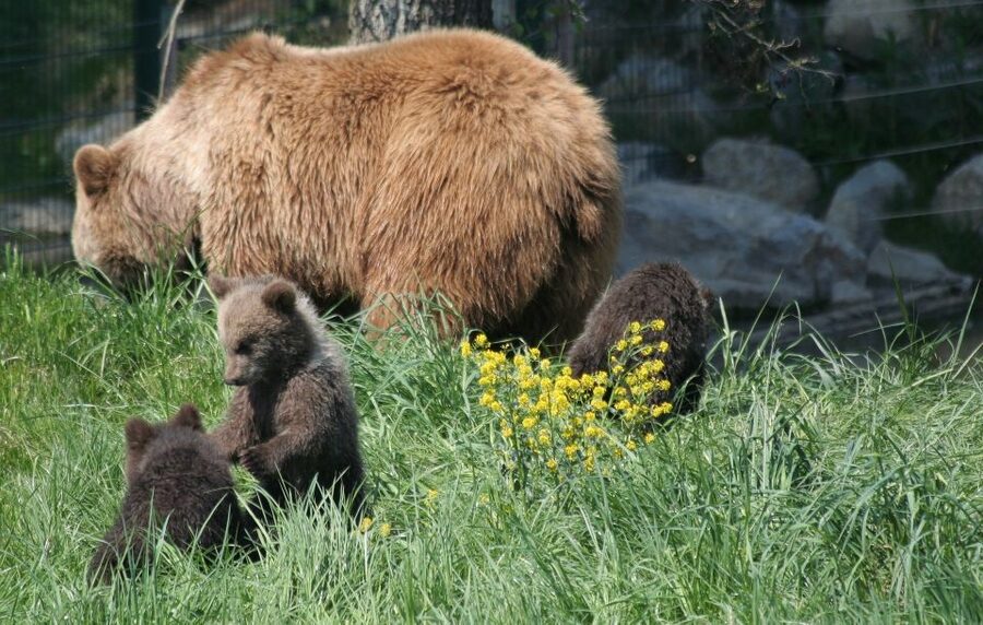 From Bucharest: Libearty Bear Sanctuary and Dracula's Castle - Key things I’d circle before you go