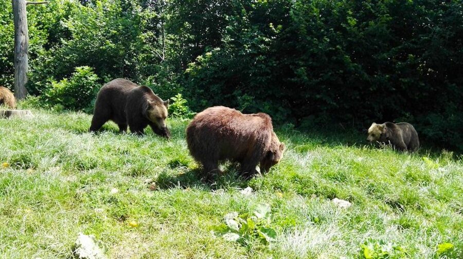 From Bucharest: Libearty Bear Sanctuary and Dracula's Castle - A long day from Bucharest: what 10 hours really means