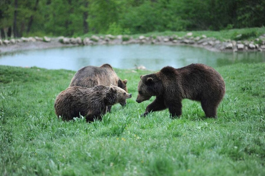 From Bucharest: Libearty Bear Sanctuary and Dracula's Castle - Bran Castle: fortress mechanics plus Dracula lore