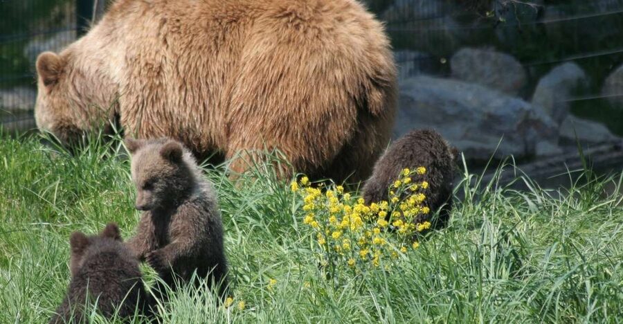 From Bucharest: Libearty Bear Sanctuary and Dracula's Castle - Food and practical costs: what’s included vs what you’ll pay