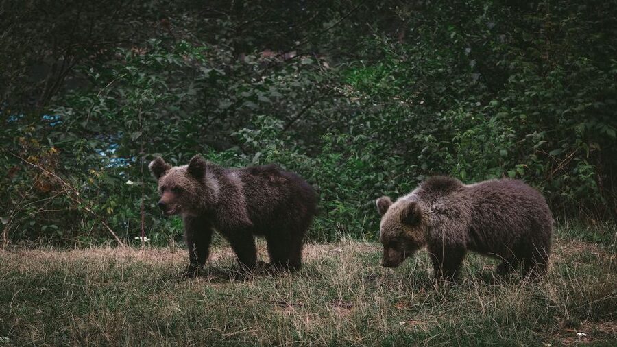 From Bucharest: Libearty Bear Sanctuary and Dracula's Castle - Price and value: is $159 fair for what you get?