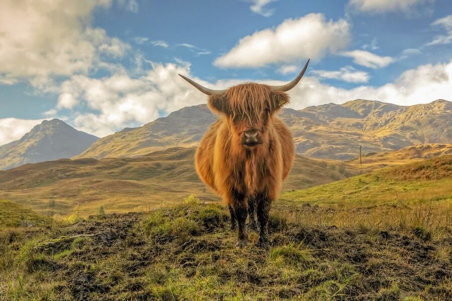 From Edinburgh: Stirling Castle, Loch Lomond & Whisky Tour - Key highlights worth your attention