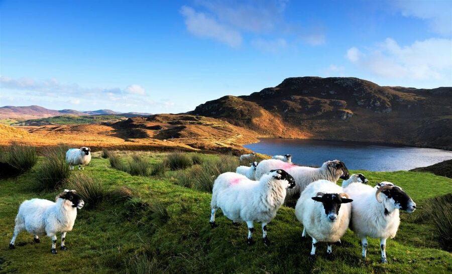 From Galway: Castles of Connemara Full-Day Tour - Quiet Man Bridge and Connemara Giant: Two Stops Built for Pictures
