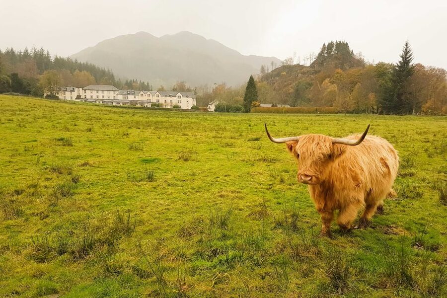 From Glasgow: Loch Lomond, Trossachs & Stirling Castle Tour - Stirling Castle: the day’s big payoff (optional entry)