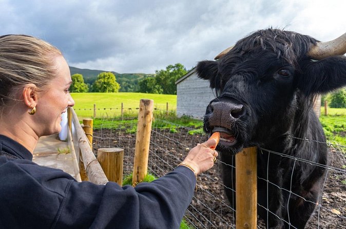 From Inverness: Cawdor Castle, Cairngorms and Highland Coos - Stop 2: Cawdor Castle, gardens, and the Macbeth connection