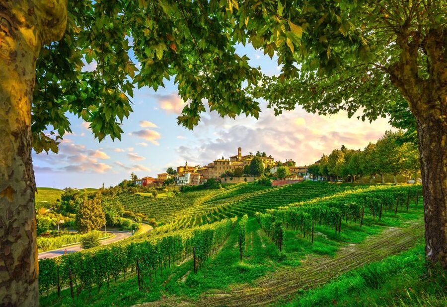 From Milan: Barolo Wine Tasting, Alba Tour and Castle Visit - Key things to know before you go