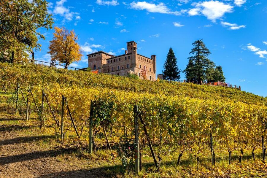 From Milan: Barolo Wine Tasting, Alba Tour and Castle Visit - Group feel and guide style: what the best days have in common