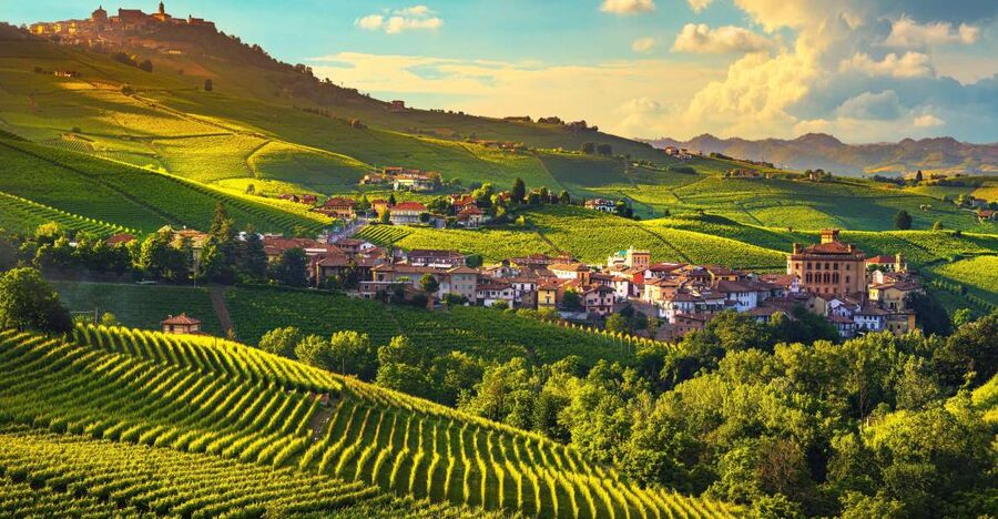From Milan: Barolo Wine Tasting, Alba Tour and Castle Visit - Winery tasting in the Langhe hills: Barolo and the real cellar vibe