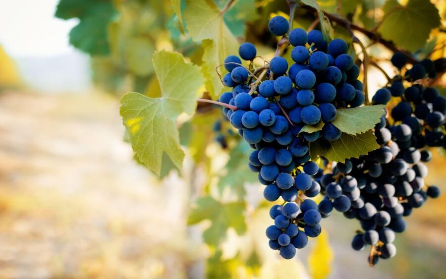 From Milan: Barolo Wine Tasting, Alba Tour and Castle Visit - Alba walking tour: medieval streets plus truffle and food culture