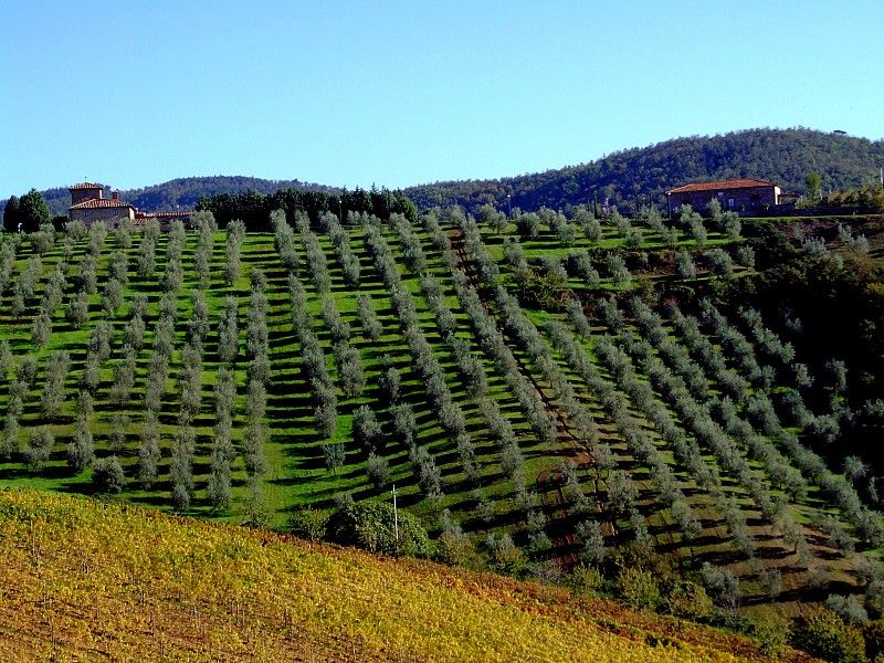 From Siena: Chianti and Castles Tour with Wine Tastings - Monteriggioni: The Walled-Old-Town Feel (With Limited Time)
